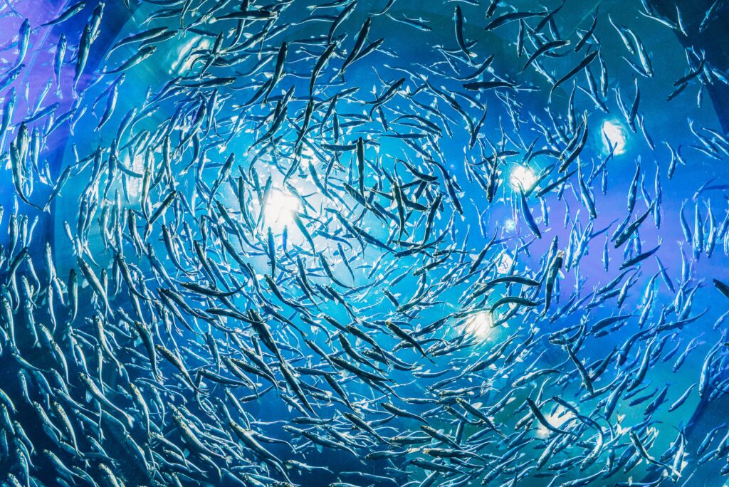 Healthy Fisheries