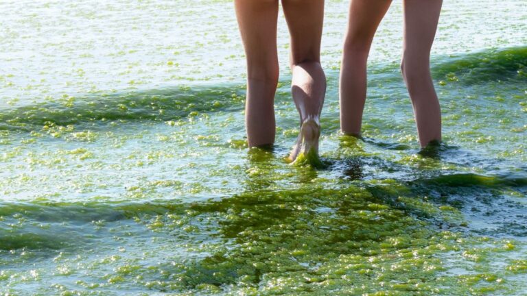 Using oPods could mitigate Harmful Algal Blooms