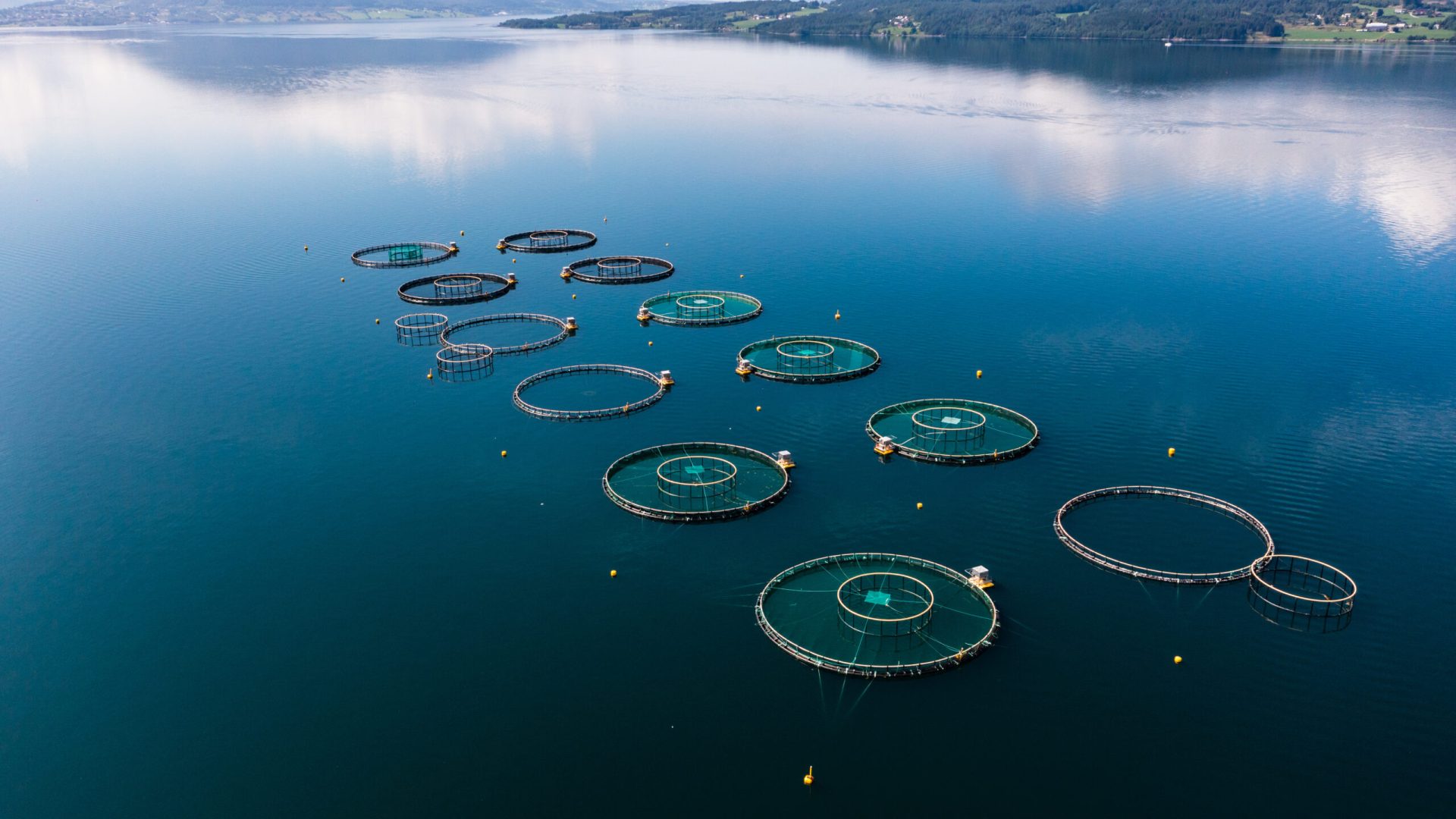 Aerial drone shot of fish cages, in mirroring fjord water, sunny, summer day, in Central Norway