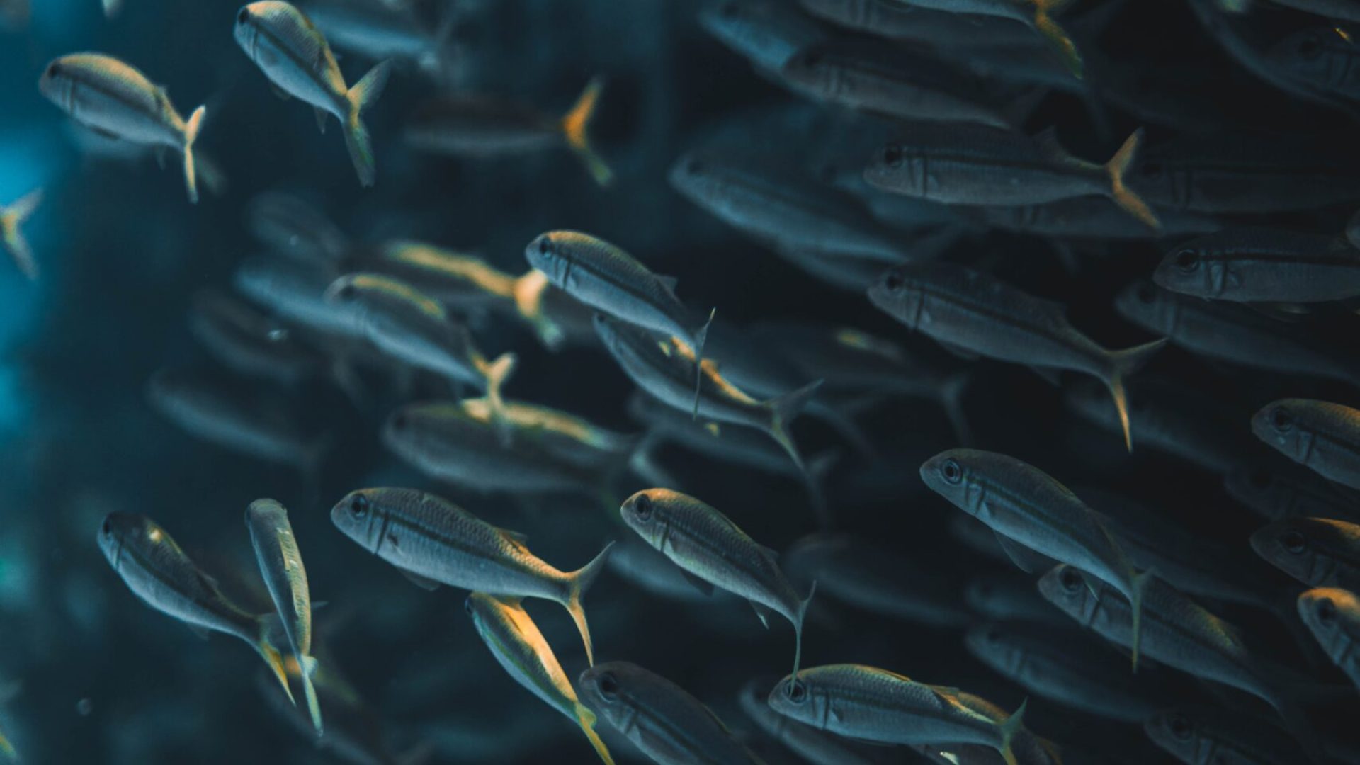 Fisheries & Aquaculture